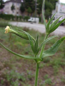 Silene_noctiflora_DOHoerdePhoenixsee210712_TK04.jpg