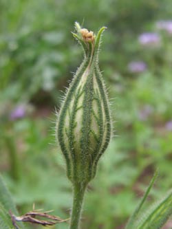 Silene_noctiflora_DOHoerdePhoenixsee210712_TK08.jpg