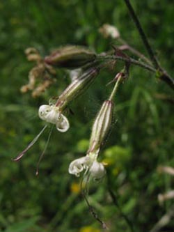 Silene_nutans_SWD2009_ja02.jpg