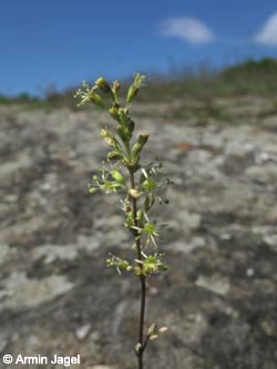 Silene_otites_BottendorferHuegel_Kyffhaeuser030610_ja04.jpg