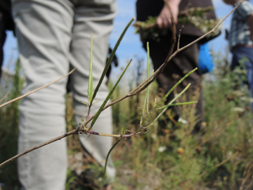 Sisymbrium_altissimum_DO-Derne_ZecheGneisenau_130816_TK40.jpg