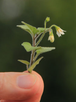 Solanum_decipiens_BOTechnologiequartier210715_CB01.jpg