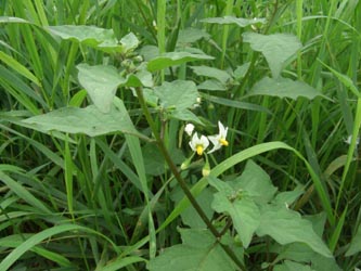 Solanum_nigrum_nigrum_Viersen_ja01.jpg