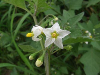 Solanum_nigrum_nigrum_Viersen_ja02.jpg