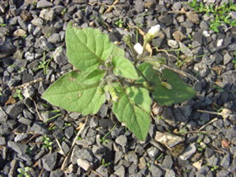 Solanum_nigrum_schultesii_BOJhh170805_ja01.jpg