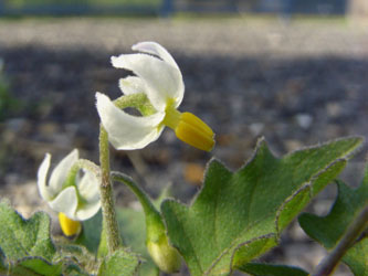 Solanum_nigrum_schultesii_BOJhh170805_ja06.jpg