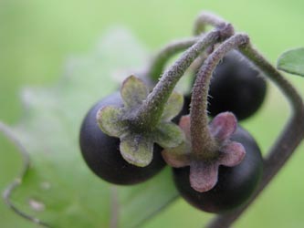 Solanum_nigrum_schultesii_Krefeld170911_ja02.jpg