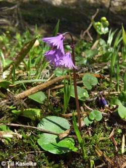 Soldanella_alpina_SWD2009_TK186.jpg