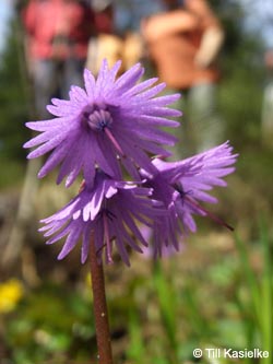 Soldanella_alpina_SWD2009_TK187.jpg