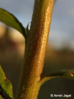 Solidago_canadensis_Elbe2008_2_ja22.jpg