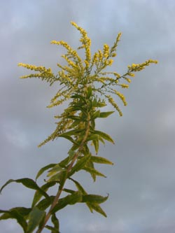 Solidago_canadensis_MagdeburgHbf_ElbeEx2008_ja03.jpg