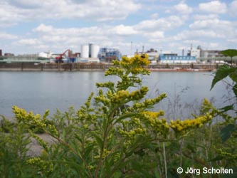 Solidago_gigantea_KMerkenichRhein_JScholten01.jpg