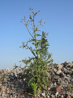 Sonchus_asper_BO-Langendreer_CastroperHellweg_090614_ja01.jpg