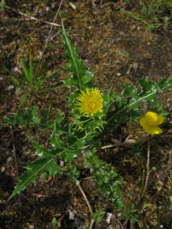 Sonchus_asper_BOZecheRobertMueser070609_ja01.jpg
