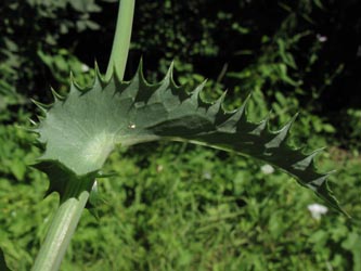 Sonchus_asper_KN160711_ja01.jpg