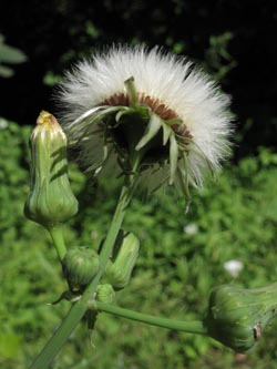 Sonchus_asper_KN160711_ja02.jpg