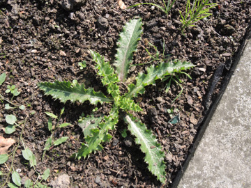 Sonchus_asper_WIT-Annen_Friedhof_260917_ja03.jpg