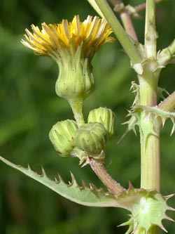 Sonchus_asper_ja01.jpg