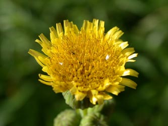 Sonchus_asper_ja02.jpg