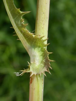 Sonchus_asper_ja03.jpg