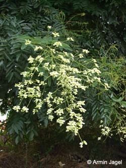 Sophora_japonica_MagdeburgHbf_ElbeEx2008_ja01.jpg