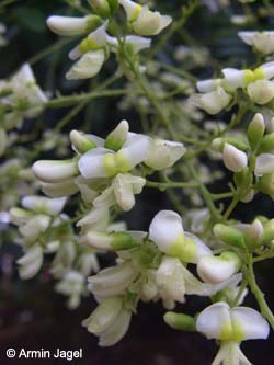 Sophora_japonica_MagdeburgHbf_ElbeEx2008_ja03.jpg