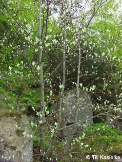 Sorbus_SWD2009_TK114.jpg