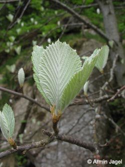 Sorbus_SWD2009_ja110.jpg