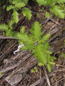 Sorbus_intermedia_BOInnenstadt170710_ja01.jpg