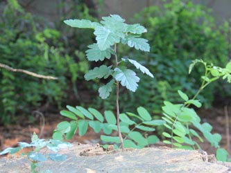 Sorbus_intermedia_Bochum_Hoentrop_230714_CB01.jpg