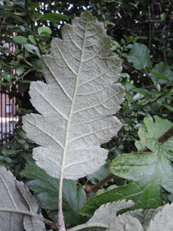 Sorbus_intermedia_Bochum_Hoentrop_230714_TK02.jpg