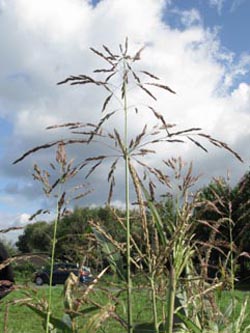 Sorghum_halepense_BOEppendorf250910_ja05.jpg