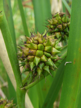 Sparganium_erectum_Elbe2008_5_ja24.jpg