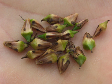 Sparganium_erectum_Elbe2008_5_ja25.jpg
