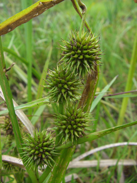 Sparganium_neglectum_Elbe2008_5_ja26.jpg