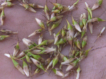 Sparganium_neglectum_Elbe2008_5_ja27.jpg