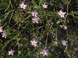 Spergularia_maritima_Hessen080607_ja07.jpg