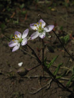 Spergularia_maritima_Kyffhaeuser_ArtenerSolgraben030610_ja02.jpg