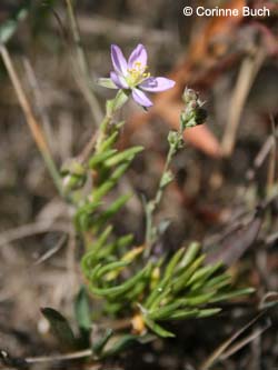 Spergularia_media_Elbe2008_4_CB07.jpg