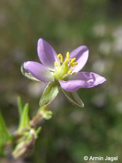 Spergularia_media_Elbe2008_4_ja41.jpg