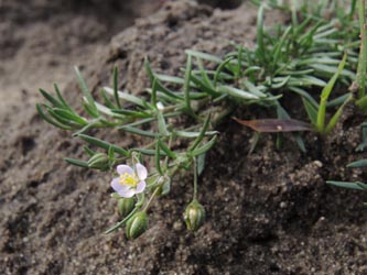 Spergularia_rubra_280914_ja12.jpg
