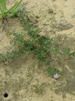 Spergularia_rubra_CastropIckern_080512_TK_06.jpg