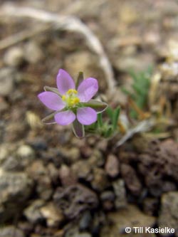 Spergularia_rubra_Dachsbusch_Mosel2009_130809_TK01.jpg