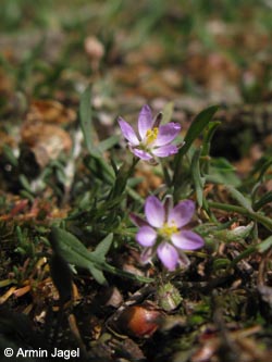 Spergularia_rubra_HoheMark160509_ja01.jpg