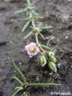 Spergularia_rubra_geotag2009_TK114.jpg