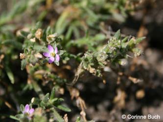 Spergularia_salina_Elbe2008_4_CB06.jpg