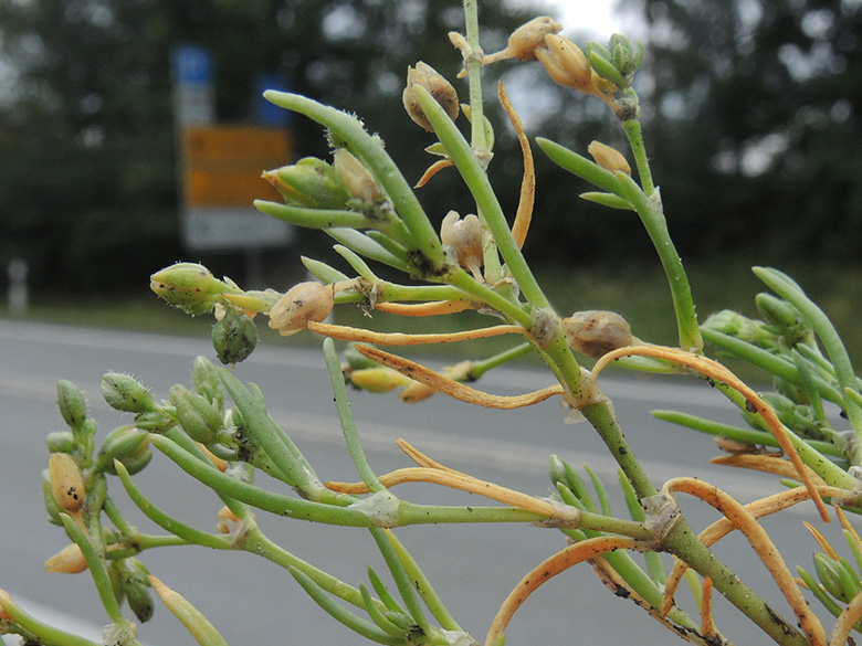 Spergularia_salina_Geseke_A44_080720_ja04.jpg