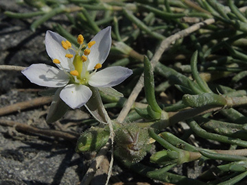 Spergularia_salina_Groede_Nordfriesland2018_310518_ja02.jpg