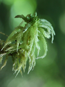 Sphagnum_inundatum_Remscheid_Feldbachtal_101017_CB02.jpg