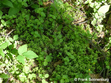 Sphagnum_inundatum_Remscheid_Feldbachtal_101017_FSonnenburg03.jpg